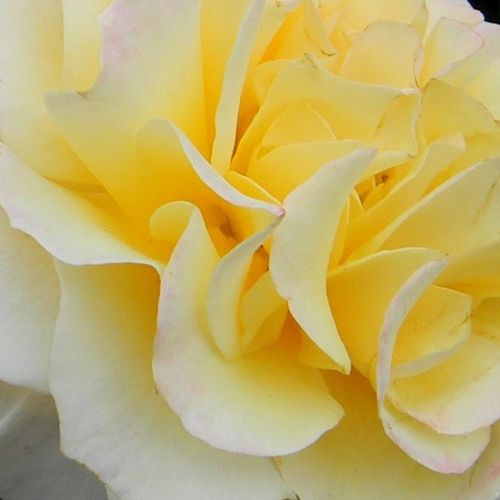 Rosa Sunny Sky ® - trandafir cu parfum discret - Trandafir copac cu trunchi înalt - cu flori teahibrid - galben - W. Kordes & Sons - coroană dreaptă - ,-